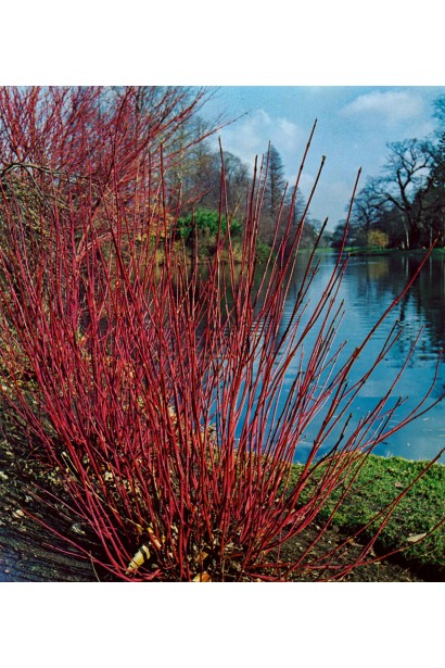 Общий вид белого дерна Миракл в ландшафтной композиции.